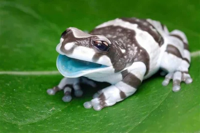 Pshemeck - Mission Golden-Eyed Tree Frog ewentualnie Blue Milk Frog w ostateczności A...
