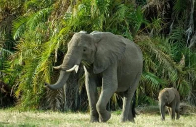 aaadam91 - @ImInLoveWithTheCoco: Słonie leśne mają uszy mniejsze od afrykańskich, bo ...