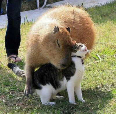 p.....s - gdzie mogę kupić kapibarę?
#kapibara