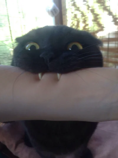 S.....e - To jest najlepsze zdjęcie kota na całym świecie. :3

Jestę wampirę kotełę...
