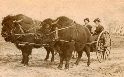 Infekcja_intymna - Zaprzęg z bizonów ( ͡º ͜ʖ͡º) Dakota 1900r.