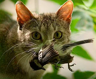 sinusik - 64/100 Właściciele kotów nieraz ze zgrozą obserwują, jak ich pupil znęca si...