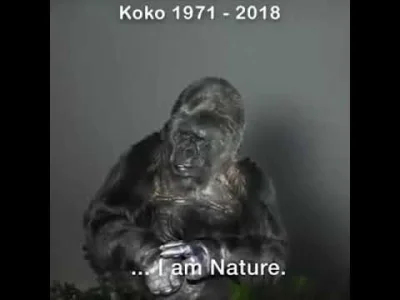 LeonardoDaWincyj - Ostatnie przesłanie gorylicy Koko do ludzkości 
(w języku migowym)...