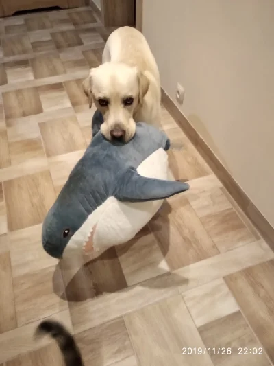 Spajkodron3000 - Najlepszy dzień ever mojego psa.
Dostał rekina z Ikea xD #pokazpsa #...
