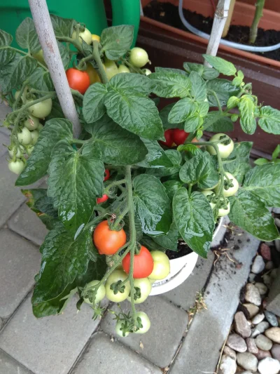 tygry - #pomidory #codziennepomidory koktajle prawie gotowe