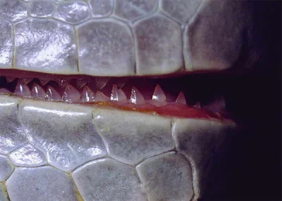 janek_kenaj - @WUJEKprzezUzamkniete: Takie zęby ma iguana