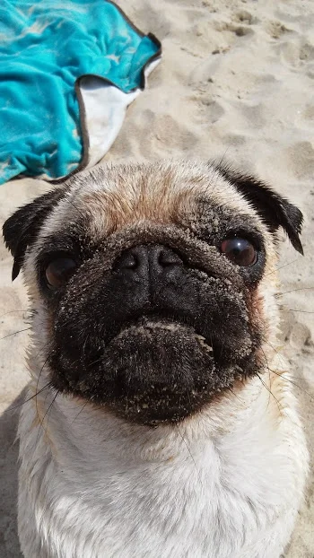 ErroL - Moja Fusia po plaży dla psów w Gdyni... #smiesznypiesek #mops