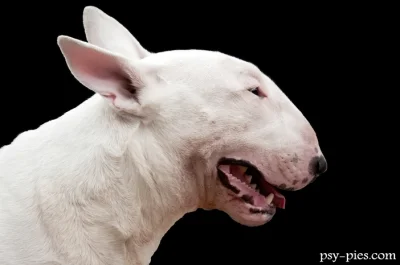 xaliemorph - > Te pitbulle to jakis nieudany eksperyment genetyczny jest, jedyna rasa...