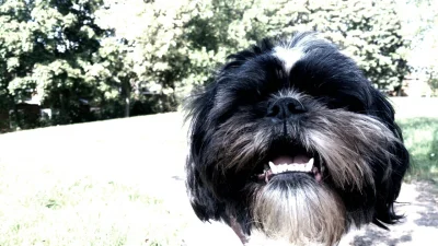 sir_grzech - #shihtzu #smiesznypiesek