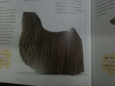 kicioch - Przeglądałam wczoraj w empiku książkę o psach (coś ogólnego dla miłośników ...