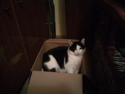 takitamktos - Komuś się nowe pudełko z wymoszczonym posłaniem spodobało. ʕ•ᴥ•ʔ

#koty...