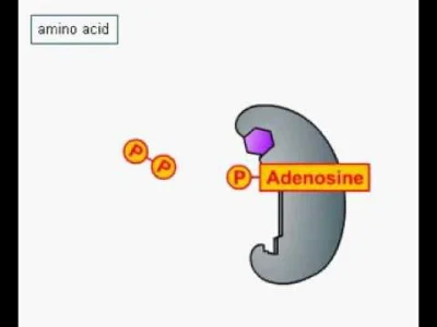 bioslawek - Aktywacja aminokwasu

https://pl.wikipedia.org/wiki/Aktywacja_aminokwas...