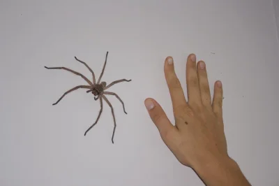Cziken1986 - @wietnam67: 
 jest to mój ulubiony pająk i jak tylko mi wejdzie do pokoj...