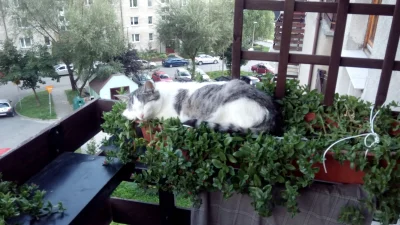 karolgrabowski93 - Biedne koteły ;( Mój koteł został znaleziony na ulicy zmarźnięty i...