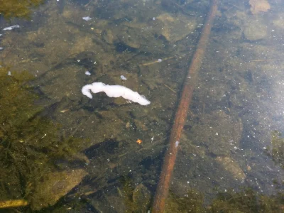 stasioto - Mirki jestem nad wodą i w jeziorze pływają takie różowe gluty jakby żelowa...