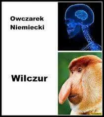 S.....i - #zwierzeta #polak #humorobrazkowy