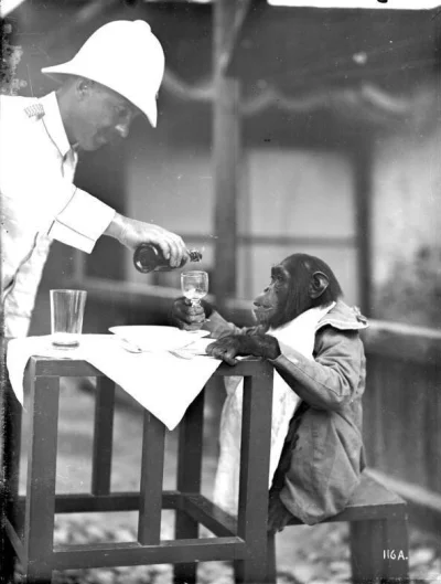 MIXSRT - Ciekawostka:
Oberst Hamiss Affemann(szympans) nawiązuje pierwszy kontakt z N...