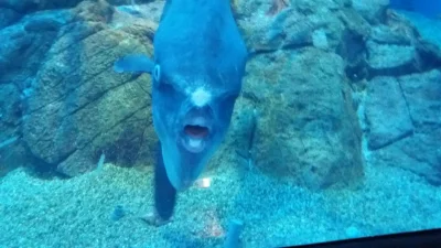 TenNorbert - Z rana odwiedziłem Osaka Aquarium Kaiyukan. Wstęp kosztuje 2300¥.
Miejsc...