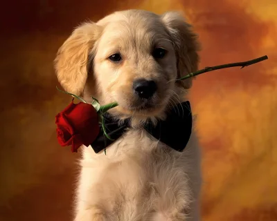 Wulfi - Piesek z różyczką dla swojej pani. 

#pies #smiesznypiesek #rozowepaski #ro...