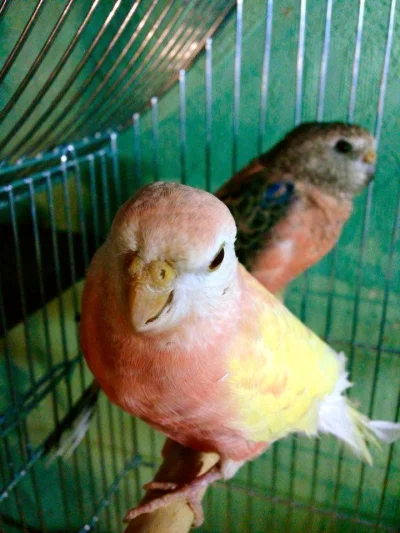 Vilyen - moje ptaszyska

#pokazptaszka #vilyenminizoo #papugi