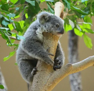 Najzajebistszy - Koalka kontemplująca żyćko. ʕ•ᴥ•ʔ

#koalowabojowka #koala #zwierzacz...
