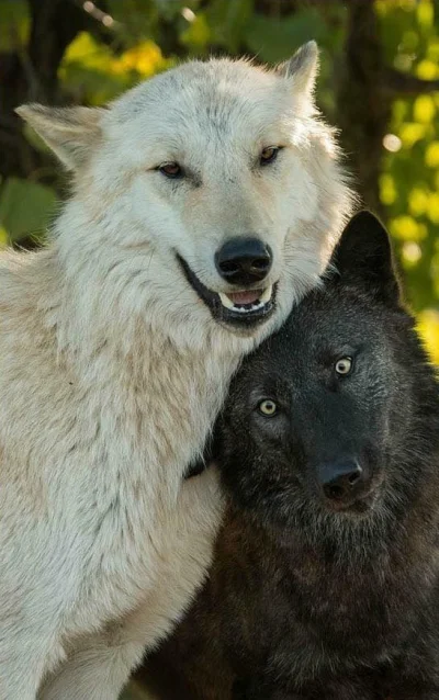 Wulfi - #wilk #wilki #zwierzeta #zwierzaczki #smiesznypiesek #wulfi