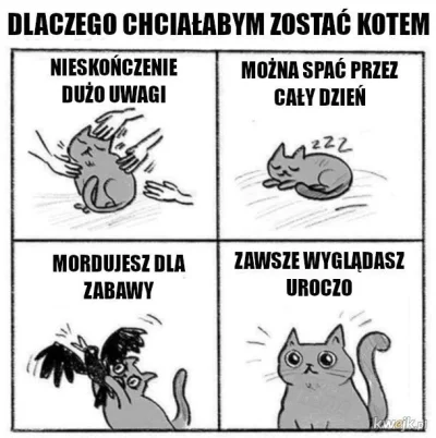 K.....y - #heheszki #humorobrazkowy #koty #zwierzaczki #smiesznypiesek #memethief