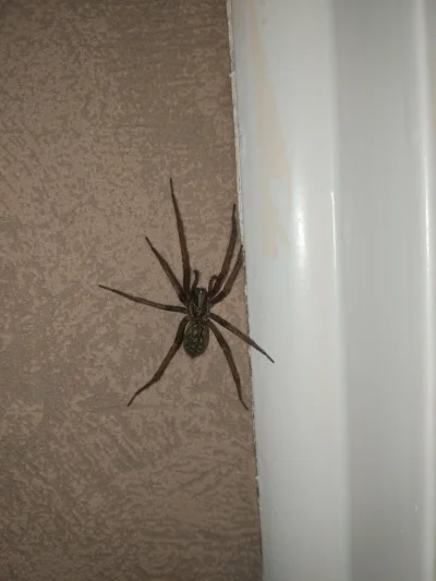 pawq - Ogarnia ktoś co to za model pająka? Właśnie #!$%@? na ścianie znalazłem, skuba...
