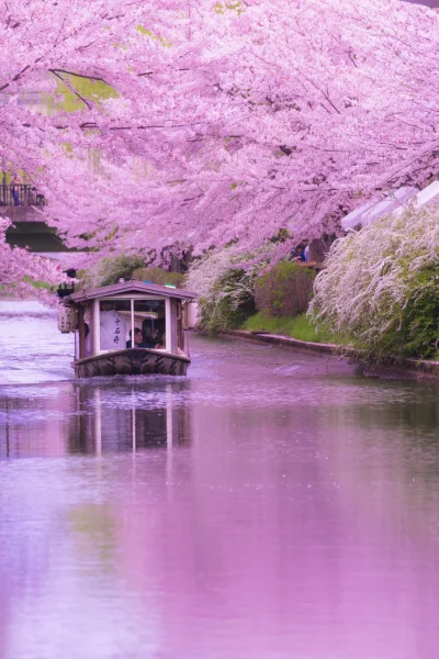 Lookazz - > Cherry Blossom, Kyoto, Japan

#dzaponialokaca 
#earthporn