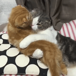 Koleandra - Tulaj, kocia mamusia

Link do gifa, bo się nie chciał: https://gfycat.c...