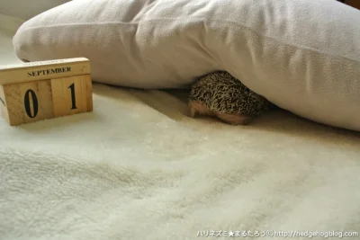 mala_kropka - Sobota - dzień spania ( ͡° ͜ʖ ͡°)
#jezokalendarz