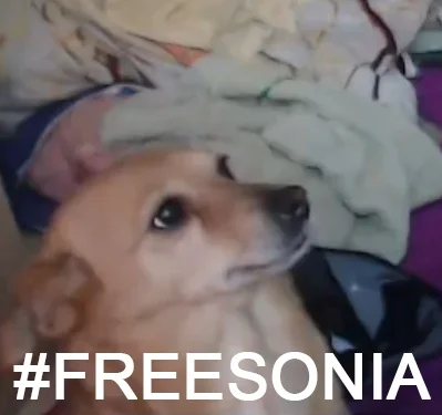 Rafi66 - #freesonia

#danielmagical