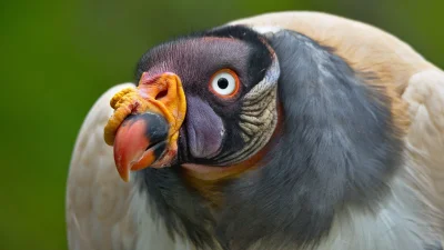sedros - Kolejny piękny ptak z warszawskiego zoo – kondor królewski.

Galeria 10 zd...