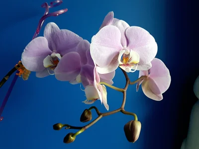 white_widow - #ogrod #kwiaty #orchidea #rosliny