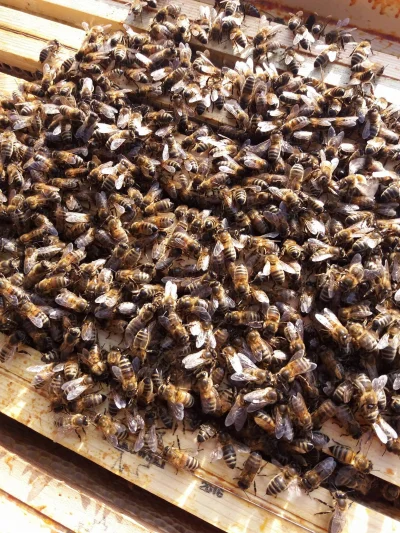 pszczelarz - Pszczółki zwarte i gotowe do pracy ( ͡° ͜ʖ ͡°) jak tylko trochę ociepli ...
