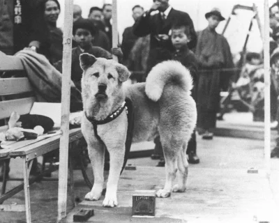 Weles_89 - Zdjęcie Hachico, psa rasy Akita. Po śmierci swojego właściciela pies każde...