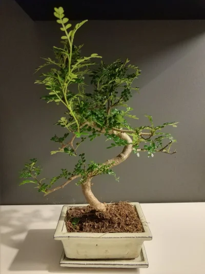 JohnnyGavlacci - Tak mi się rozrasta mój Groot (｡◕‿‿◕｡)
#rosliny #bonsai