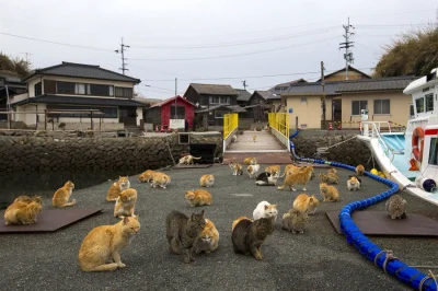 Artktur - Aoshima, Cat Island czyli Wyspa Kotów

To wyspa w prefekturze Ehime w Jap...