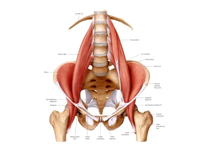 feniks_pn - @PanTechnik: może "psoas major" ?
albo po prostu skośny brzucha Cię ciąg...