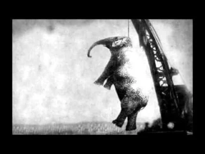 starnak - The day when "Humanity" hanged an elephant