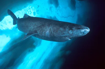 woland666 - Wiecie, że taki rekin polarny osiąga dojrzałość płciową w wieku 156 lat (...