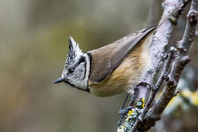 angelosodano - Czubatka europejska (Lophophanes cristatus)_
#vaticanouccello #vatica...