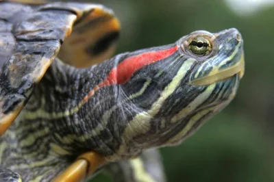 KingaM - Najgorzej jest z żółwiami, te czerwonolice amerykańskie inwazyjnie prawie ca...
