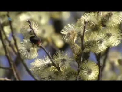 myrmekochoria - Tajemnice trzmieli

Dalej mi się nie chcę, ale na koniec dobry doku...