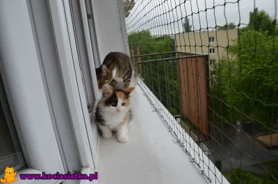 bury256 - Sa w #castorama siatki na okno aby #kot nie wyskoczyl? 
#koty