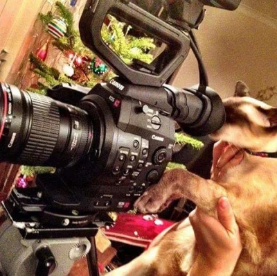 k.....5 - Kot filmowiec :3
#kameraboners #koty #canon #c100