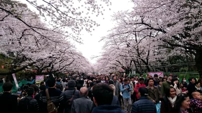 sadako - Sezon kwitnienia wiśni w pełni. 
Ja i jakieś pół Tokio pozdrawiamy z parku U...