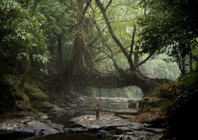 R2D2zSosnowca - Żywy most nad rzeką w Indyjskim stanie Meghalaya. W tym regionie podo...