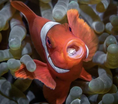 GraveDigger - Nemo z pasożytem w gębie.
#zwierzaczki #ryby