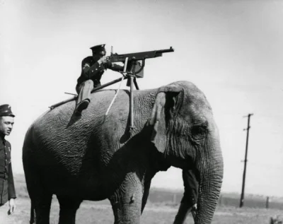 Zaskill - Słoń z zamontowanym karabinem maszynowym, 1914 rok.
#fotohistoria